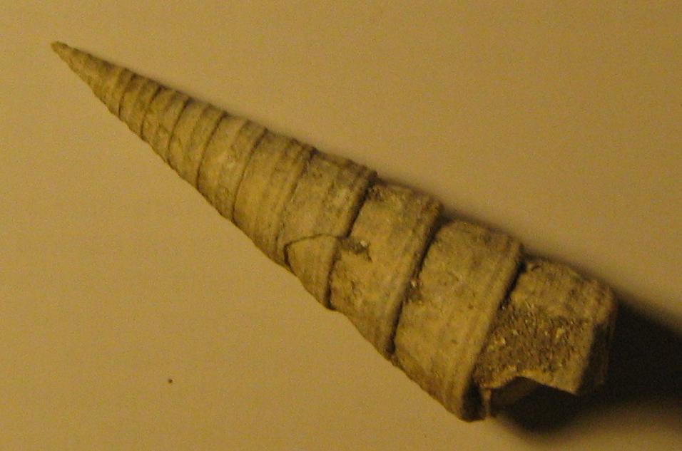 Turritella (Torculoidella) varicosa (Brocchi, 1814) Pliocene